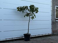 Vijgenboom - ficus carica - hoogte ca. 160 cm - afbeelding 3 van  3