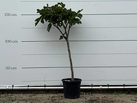 Vijgenboom - ficus carica - hoogte ca. 160 cm - afbeelding 1 van  2