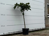 Vijgenboom - ficus carica - hoogte ca. 160 cm - afbeelding 2 van  2
