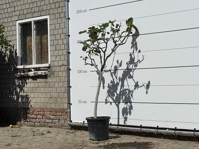 Vijgenboom - ficus carica - hoogte ca. 160 cm - afbeelding 1 van  1