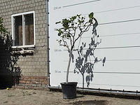 Vijgenboom - ficus carica - hoogte ca. 160 cm - afbeelding 1 van  1