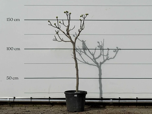 Vijgenboom - ficus carica - hoogte ca. 160 cm - afbeelding 1 van  3