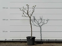 Vijgenboom - ficus carica - hoogte ca. 160 cm