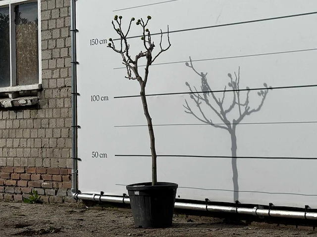 Vijgenboom - ficus carica - hoogte ca. 160 cm - afbeelding 2 van  3