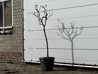 Vijgenboom - ficus carica - hoogte ca. 160 cm - afbeelding 2 van  3