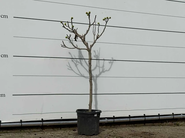 Vijgenboom - ficus carica - hoogte ca. 160 cm - afbeelding 3 van  3
