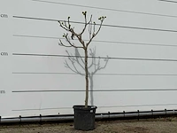 Vijgenboom - ficus carica - hoogte ca. 160 cm - afbeelding 3 van  3