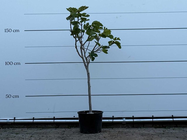 Vijgenboom - ficus carica - hoogte ca. 170 cm - afbeelding 1 van  3