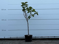 Vijgenboom - ficus carica - hoogte ca. 170 cm - afbeelding 1 van  3