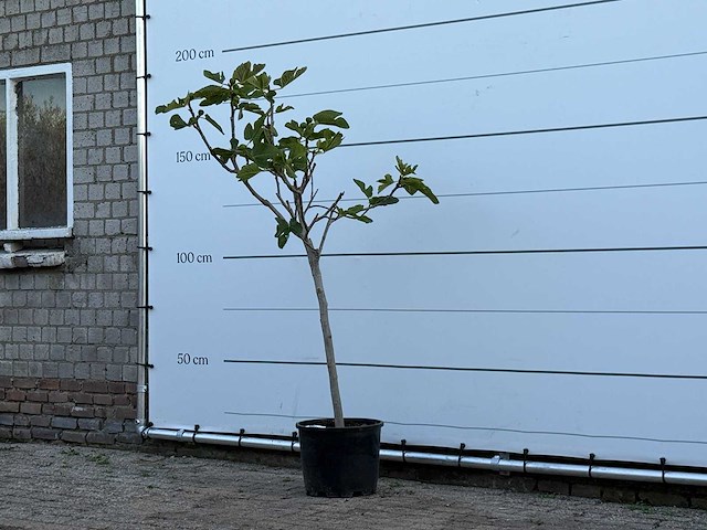 Vijgenboom - ficus carica - hoogte ca. 170 cm - afbeelding 2 van  3