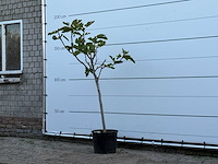 Vijgenboom - ficus carica - hoogte ca. 170 cm - afbeelding 2 van  3