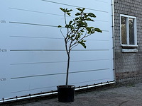 Vijgenboom - ficus carica - hoogte ca. 170 cm - afbeelding 3 van  3