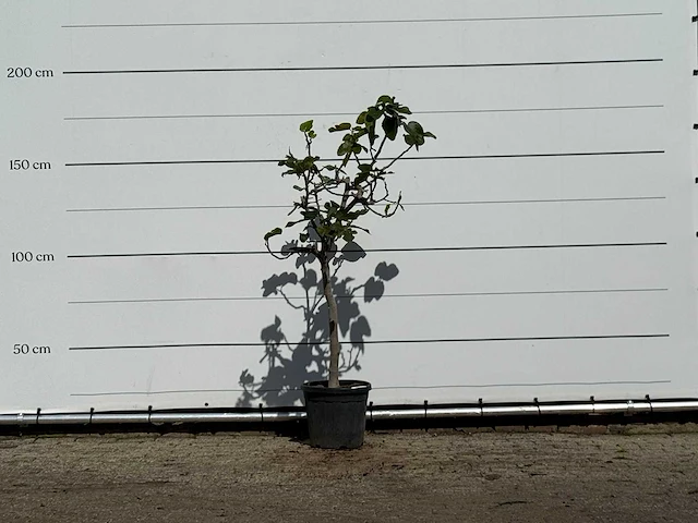 Vijgenboom - ficus carica - hoogte ca. 170 cm - afbeelding 1 van  3