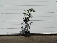 Vijgenboom - ficus carica - hoogte ca. 170 cm