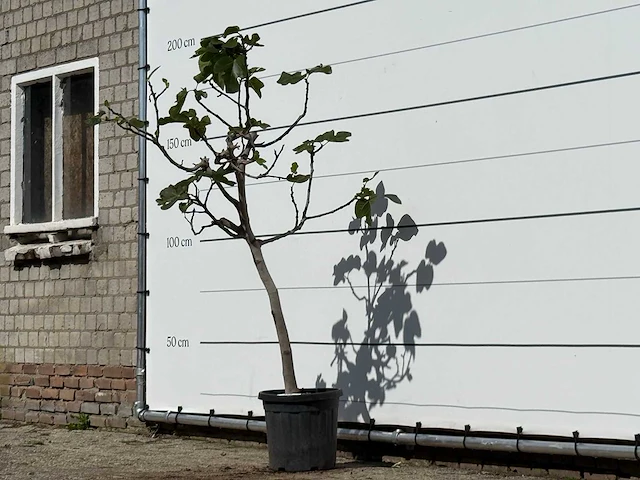 Vijgenboom - ficus carica - hoogte ca. 170 cm - afbeelding 2 van  3