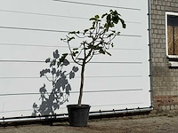 Vijgenboom - ficus carica - hoogte ca. 170 cm - afbeelding 3 van  3