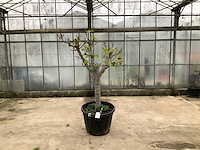 Vijgenboom (ficus carica) - afbeelding 1 van  1