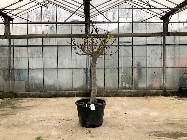 Vijgenboom (ficus carica) - afbeelding 1 van  1