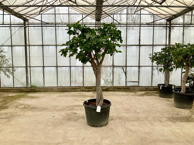 Vijgenboom (ficus carica) - afbeelding 1 van  1