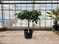 Vijgenboom (ficus carica) - afbeelding 1 van  1