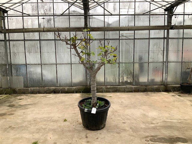 Vijgenboom (ficus carica) - afbeelding 1 van  1