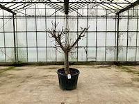 Vijgenboom (ficus carica) - afbeelding 1 van  1