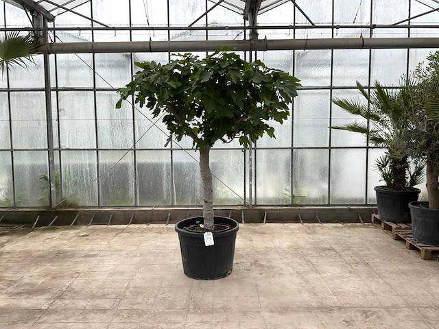 Vijgenboom (ficus carica) - afbeelding 1 van  1