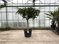 Vijgenboom (ficus carica) - afbeelding 1 van  1