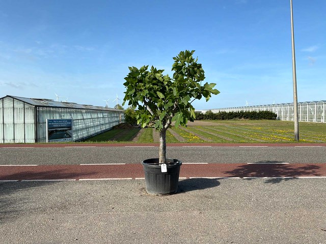 Vijgenboom (ficus carica) - afbeelding 1 van  1