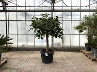 Vijgenboom (ficus carica) - afbeelding 1 van  1