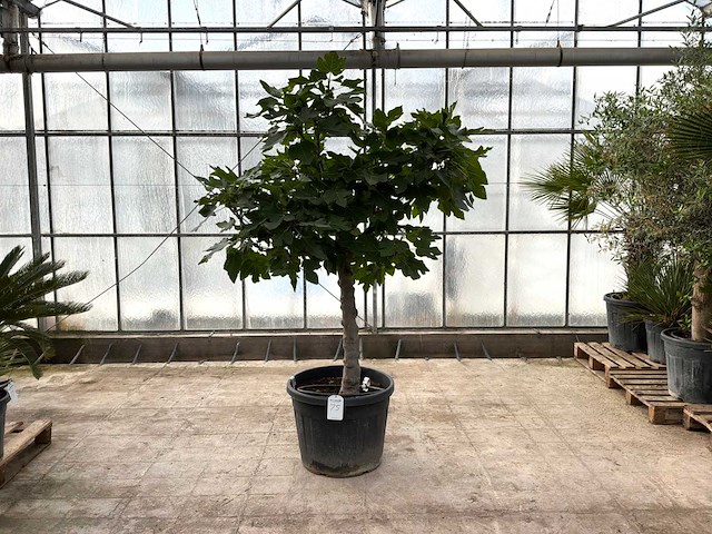 Vijgenboom (ficus carica) - afbeelding 1 van  1