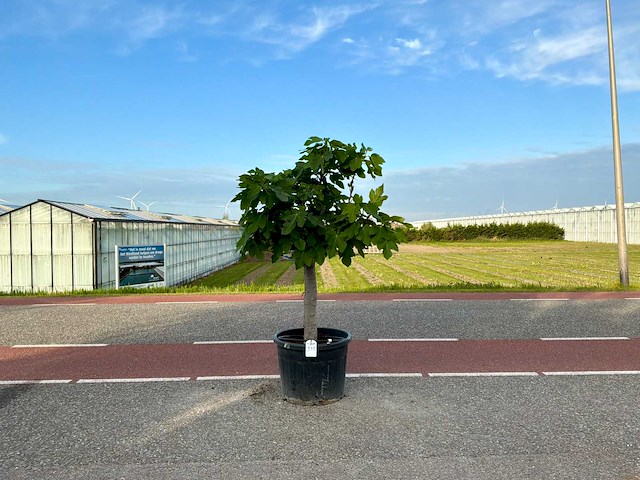 Vijgenboom (ficus carica) - afbeelding 1 van  1