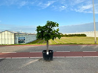 Vijgenboom (ficus carica) - afbeelding 1 van  1
