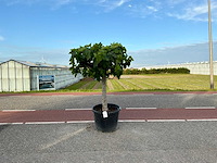 Vijgenboom (ficus carica) - afbeelding 1 van  1