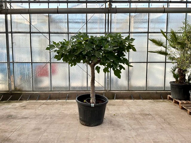 Vijgenboom (ficus carica) - afbeelding 1 van  1