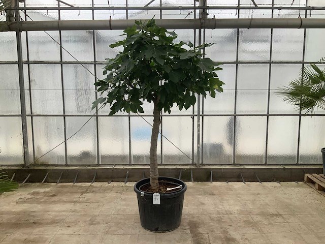 Vijgenboom (ficus carica) - afbeelding 1 van  1