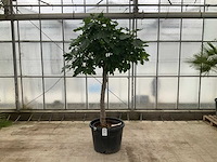 Vijgenboom (ficus carica) - afbeelding 1 van  1
