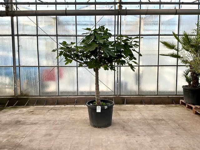 Vijgenboom (ficus carica) - afbeelding 1 van  1
