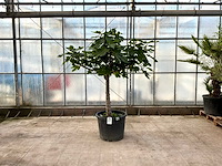 Vijgenboom (ficus carica) - afbeelding 1 van  1