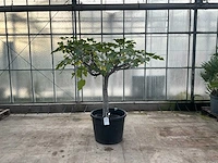 Vijgenboom (ficus carica)