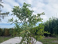 Vijgenboom, ficus 'ronde de bordeaux', vruchtboom, vruchtdragend, ca. 125-150 cm hoog