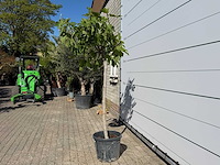 Vijgenboom hoogstam - ficus carica - hoogte ca. 150 cm - afbeelding 3 van  5