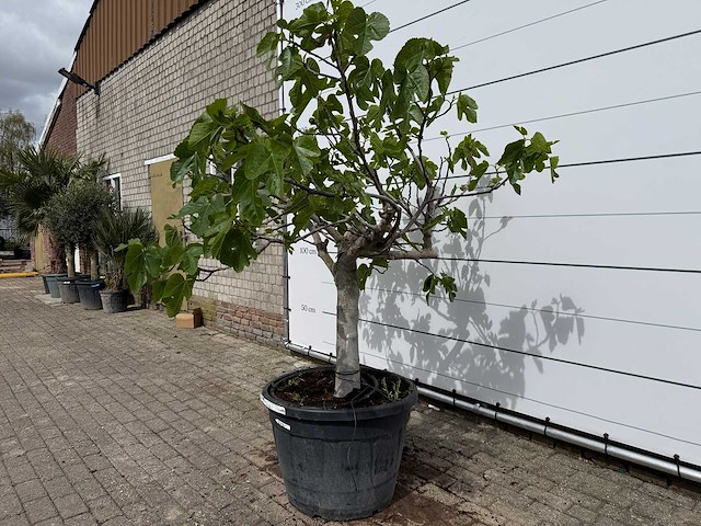 Vijgenboom hoogstam - ficus carica - hoogte ca. 200 cm - afbeelding 2 van  6