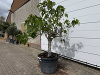 Vijgenboom hoogstam - ficus carica - hoogte ca. 200 cm - afbeelding 2 van  6