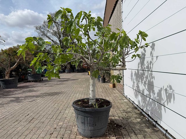 Vijgenboom hoogstam - ficus carica - hoogte ca. 200 cm - afbeelding 3 van  6