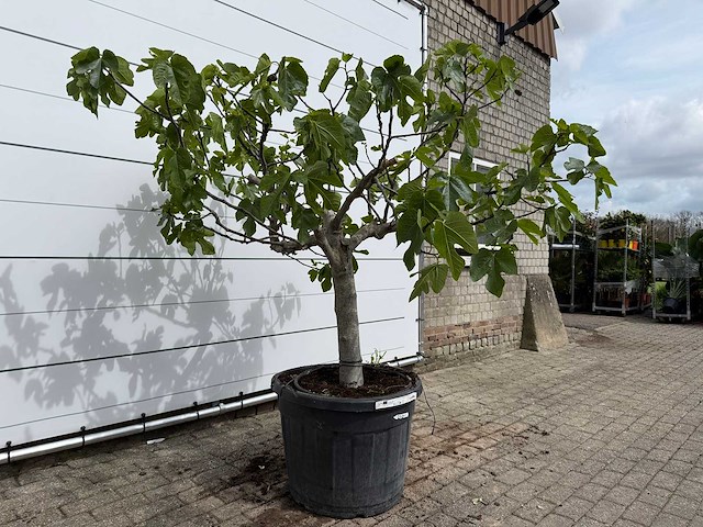 Vijgenboom hoogstam - ficus carica - hoogte ca. 200 cm - afbeelding 4 van  6