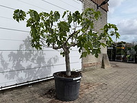 Vijgenboom hoogstam - ficus carica - hoogte ca. 200 cm - afbeelding 4 van  6