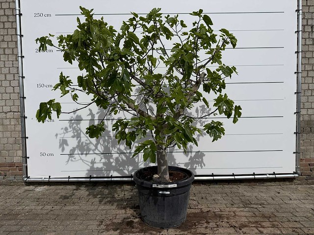 Vijgenboom hoogstam - ficus carica - hoogte ca. 220 cm - afbeelding 1 van  6