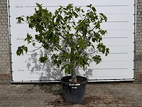 Vijgenboom hoogstam - ficus carica - hoogte ca. 220 cm - afbeelding 1 van  6