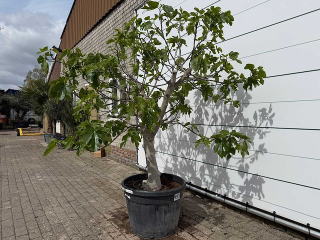 Vijgenboom hoogstam - ficus carica - hoogte ca. 220 cm - afbeelding 2 van  6